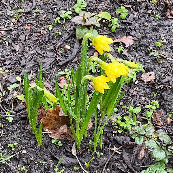 Kleine gelbe Osterglocken