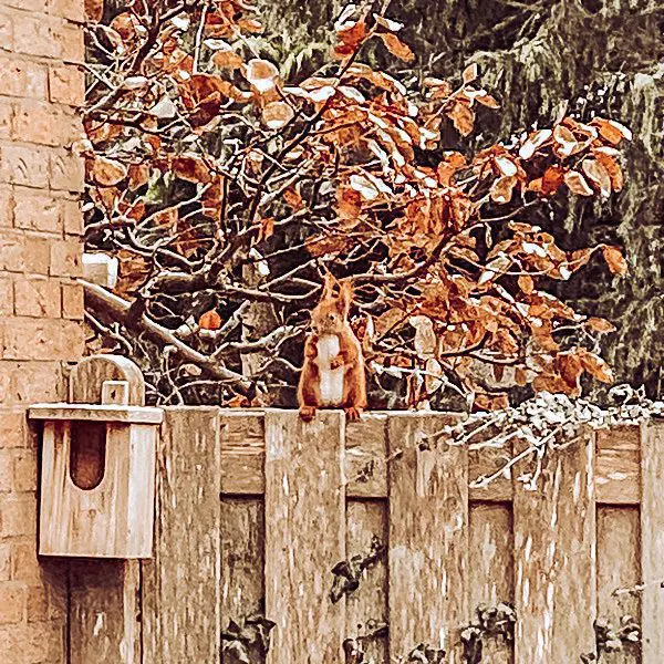Eichhörnchen auf dem Zaun neben dem Rotkelchenkasten