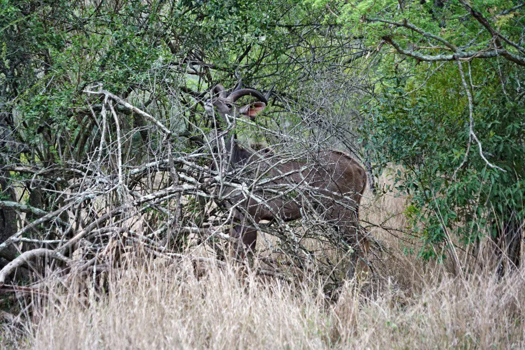 Kudu - Antilope, die auch Geist Afrikas oder Geist des Dschungels genannt wird. 