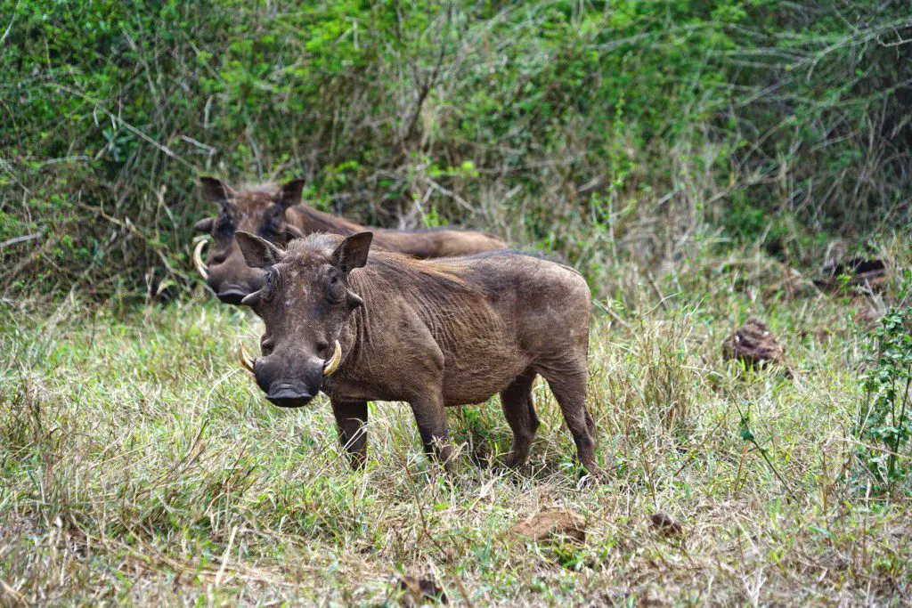 2 neugierige Warzenschweine 