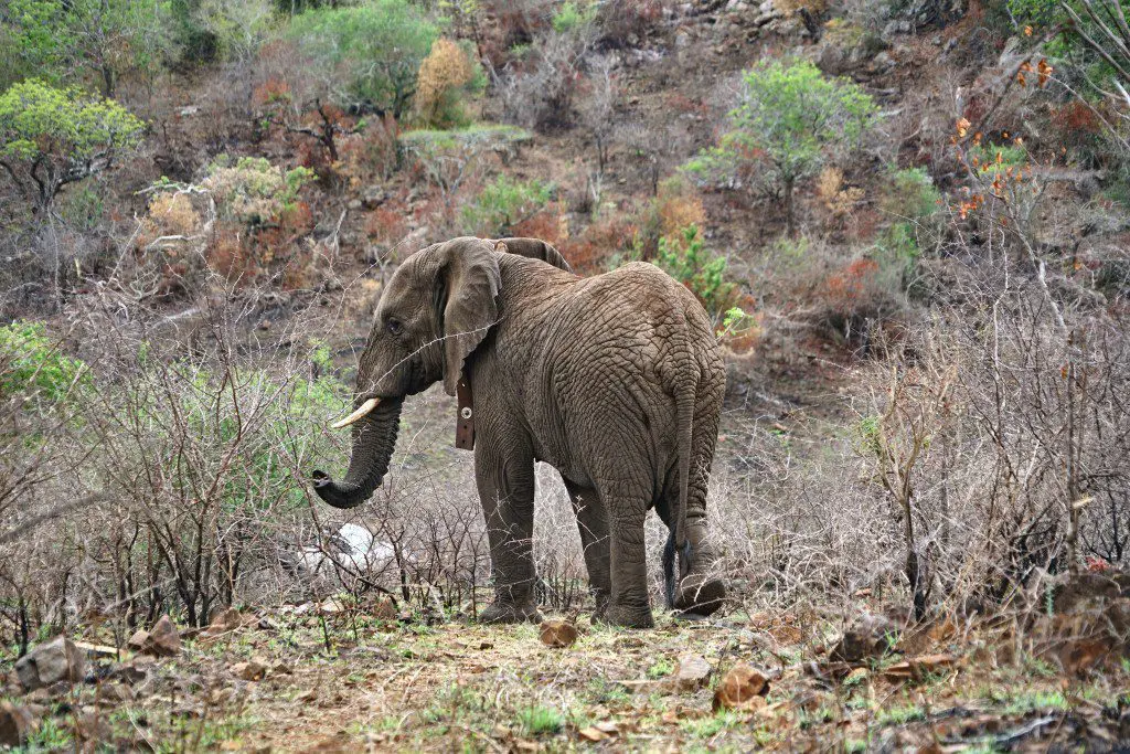 Endlich der Elefant 