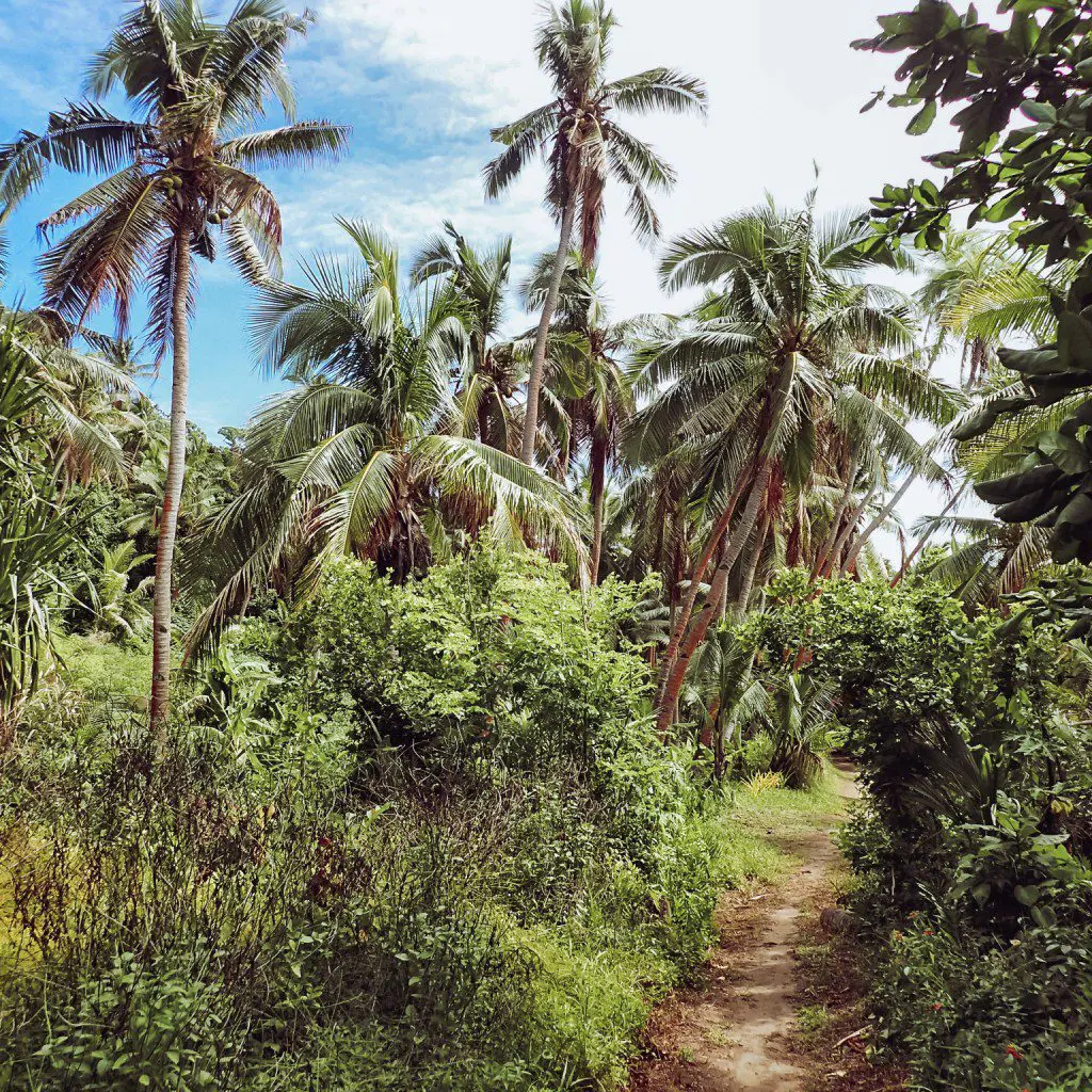 Ein Weg durch einen Palmenhain auf Dravuni Island / Fiji Dravuni Island - ein Weg durch einen Palmenhain