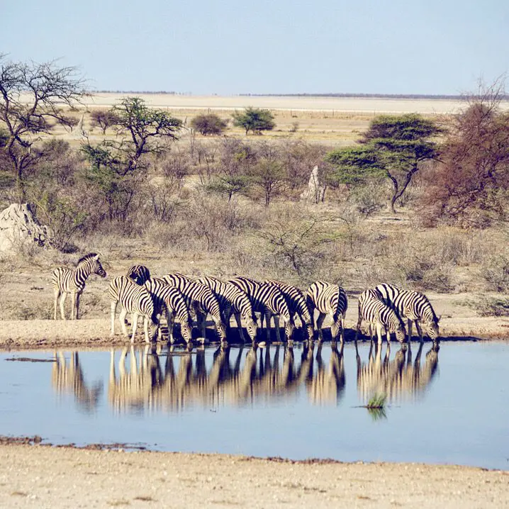 Zebras am Wasserloch 
