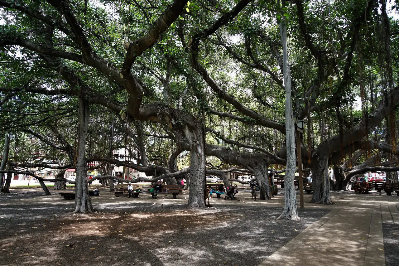 Großer Banyan Baum in Lahaina auf Hawaii mit Parkbänken und Menschen darunter