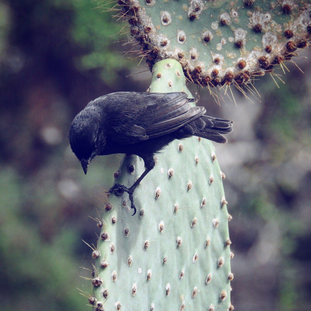 Ein Darwinsfink sitzt auf dem Kaktus