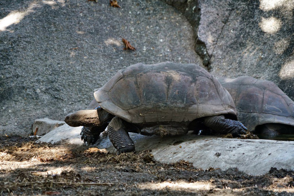 2 Sumpfschildkröten auf La Gigue im Gehege 