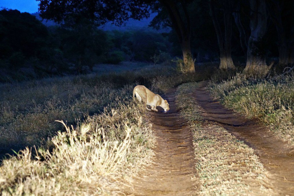 Löwin dringt aus einer Pfütze in der Abenddämmerung 
