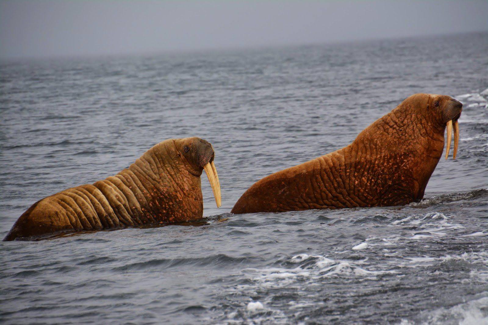 Walrösser in der russischen Arktis 