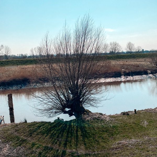 Baum am Flussufer 