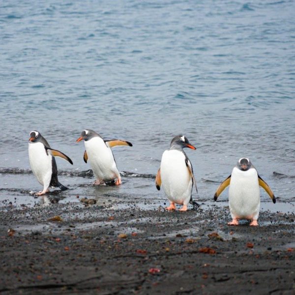 Vier Esels-Pinguine am Strand / Antarktis