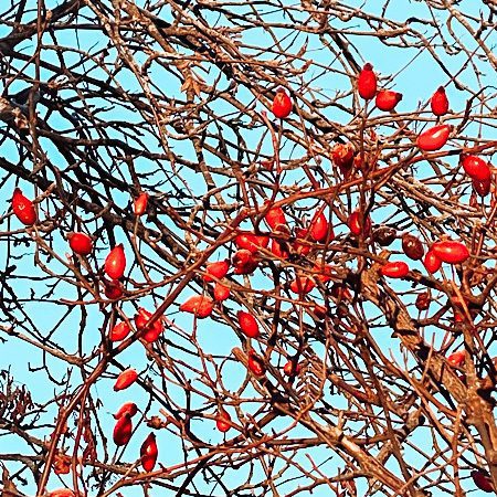 Strahlend blauer Himmel und rote Hagebutten an Zweigen 