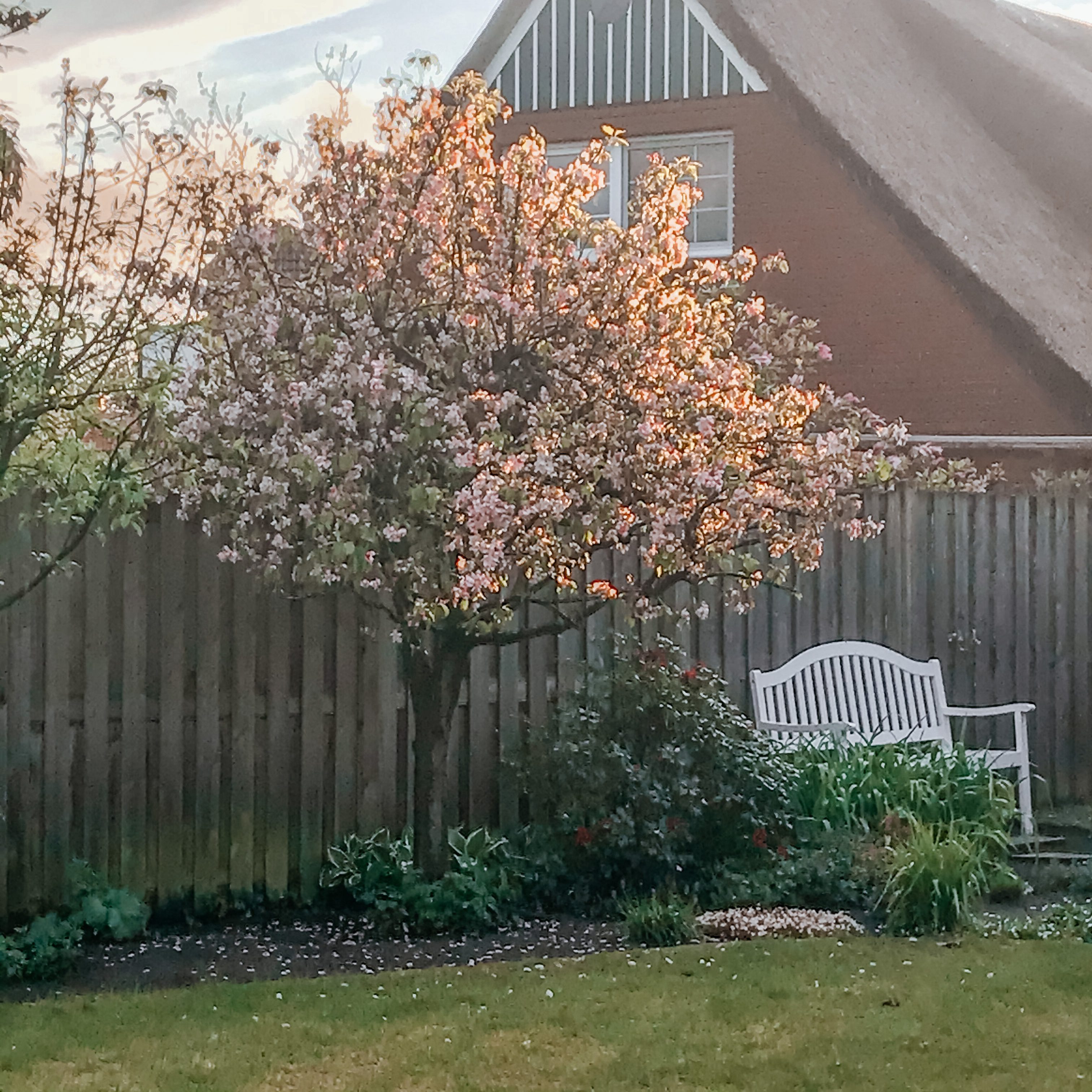 Blühender Apfelbaum mit einer Gartenbank vor einem Zaun, im Hintergrund eine alte Bauernkate 