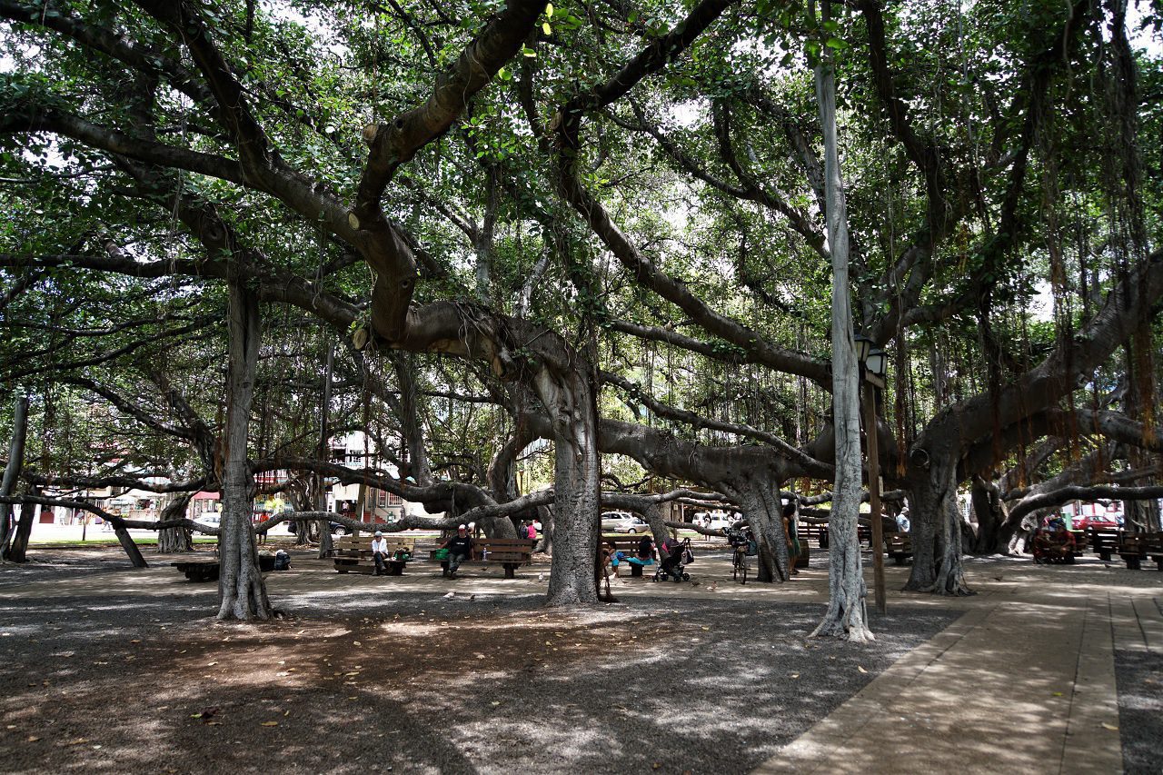 Großer Banyan Baum in Lahaina auf Hawaii mit Parkbänken und Menschen darunter 
