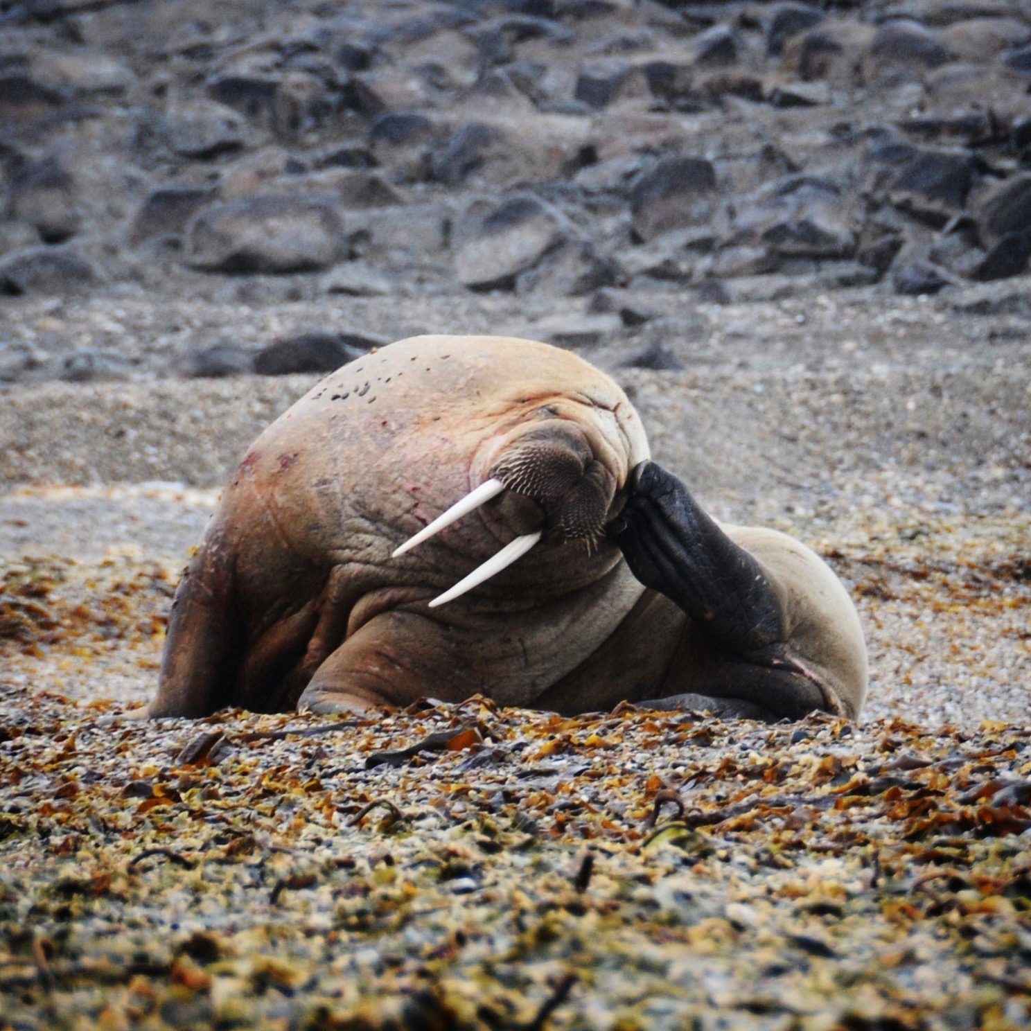 Walross kratzt sich den Kopf und denkt? 